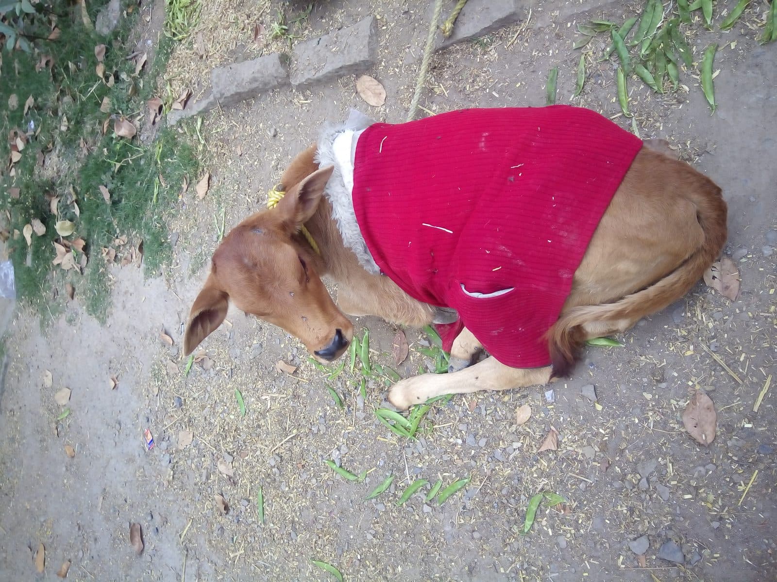 Babycalf