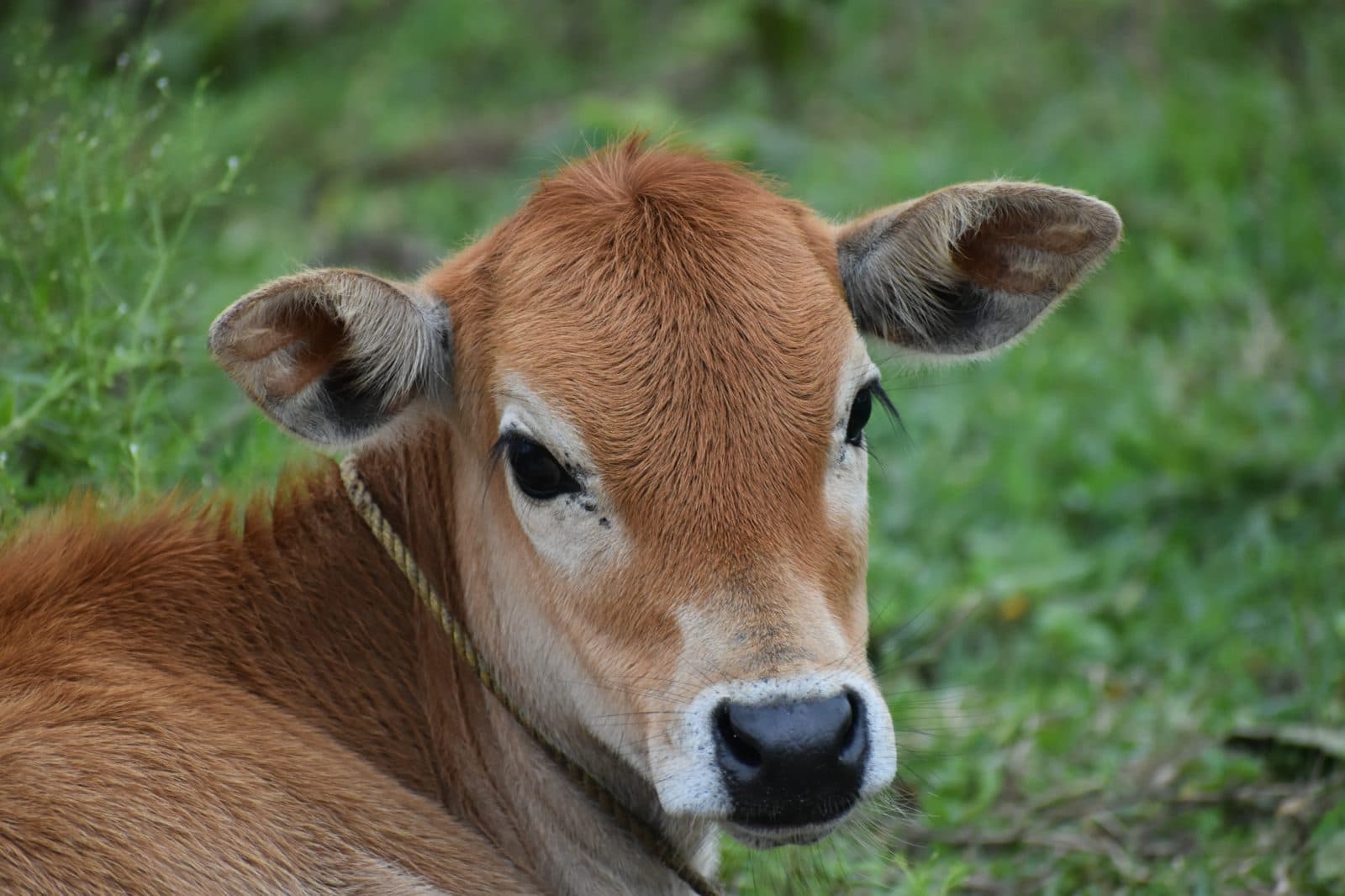 Jersey calf from Kerala 01