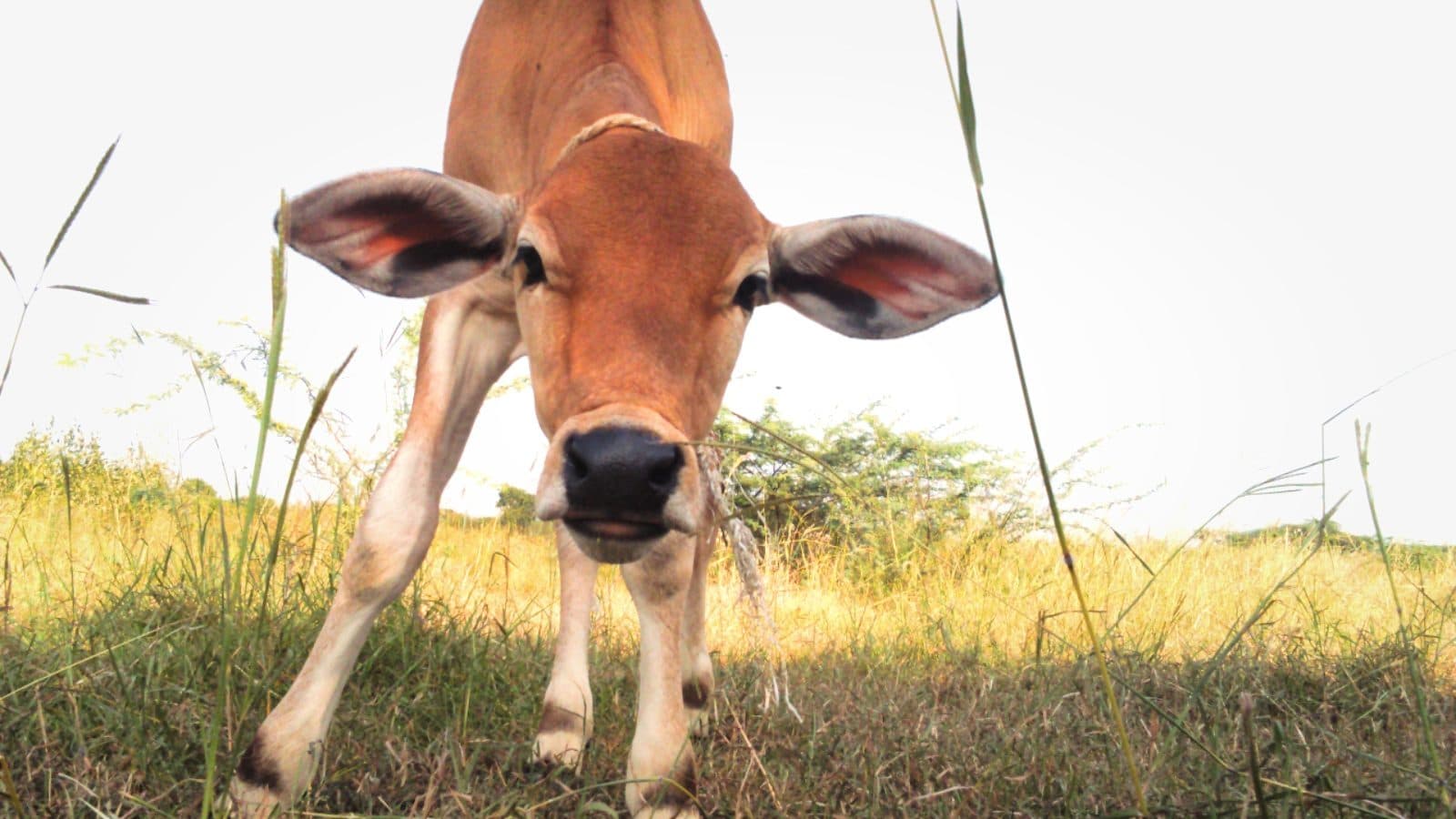 Calf still in fields