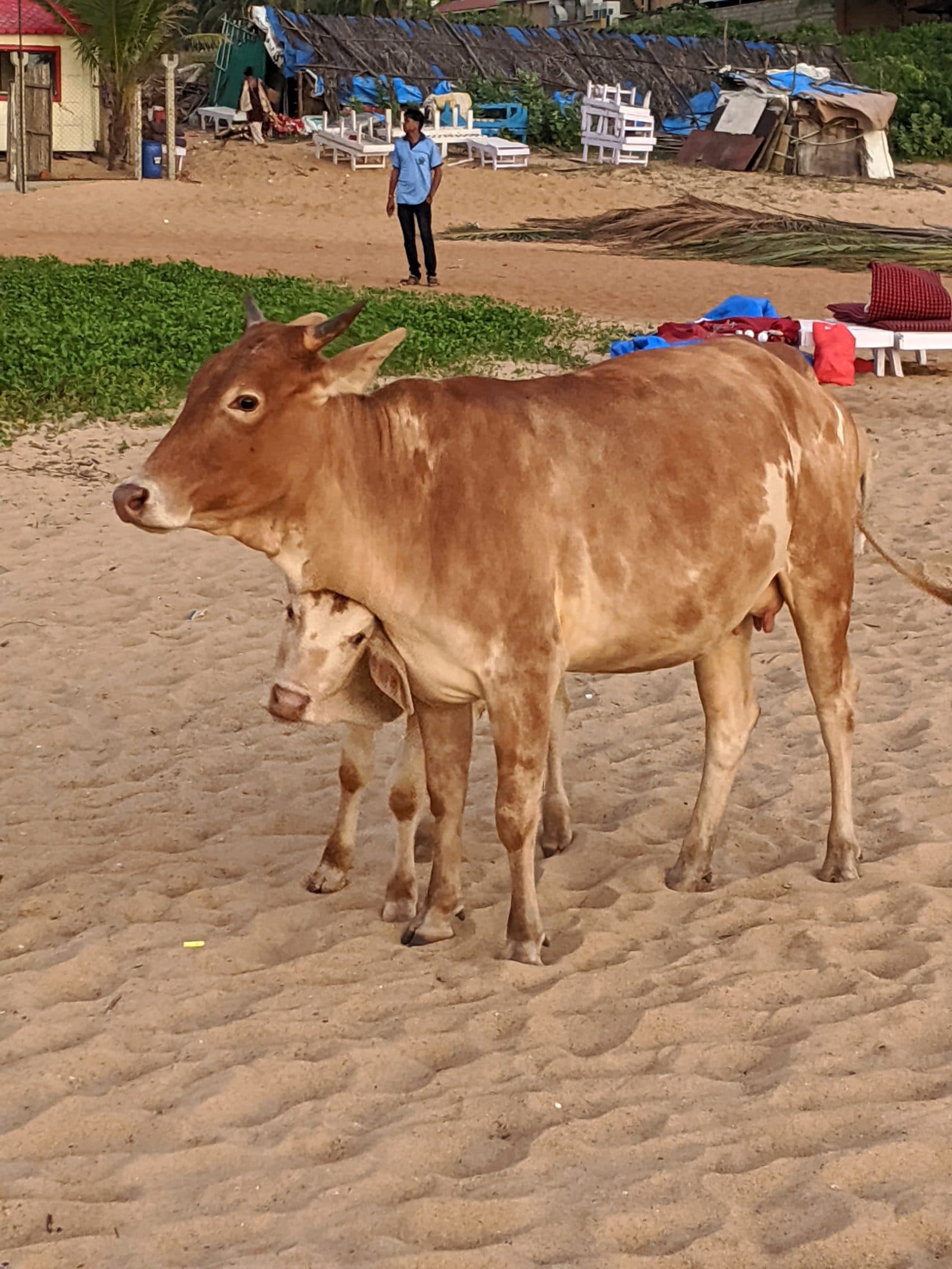 Candolim, spiaggia, mucche 06