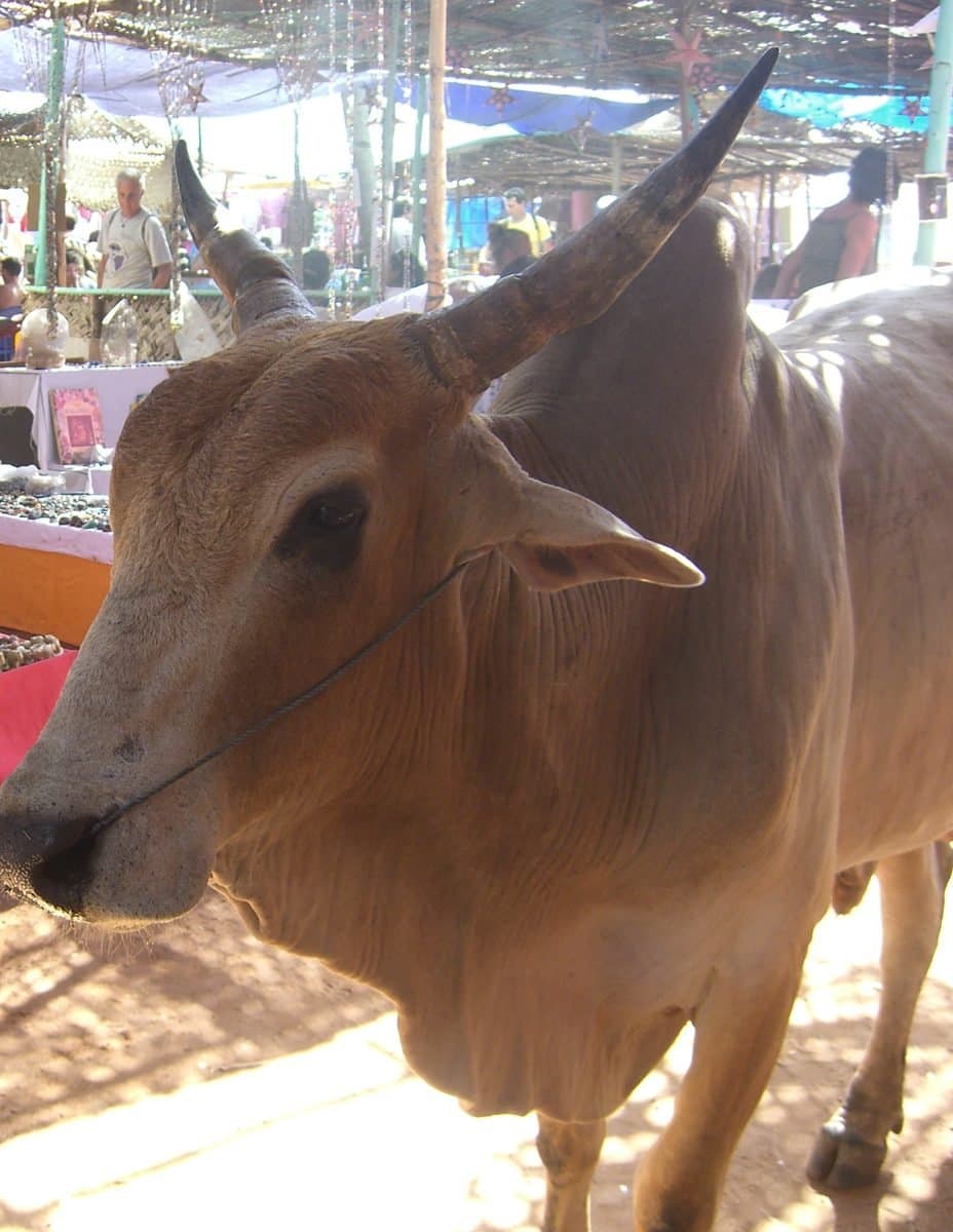 Anjuna Market (943558816)