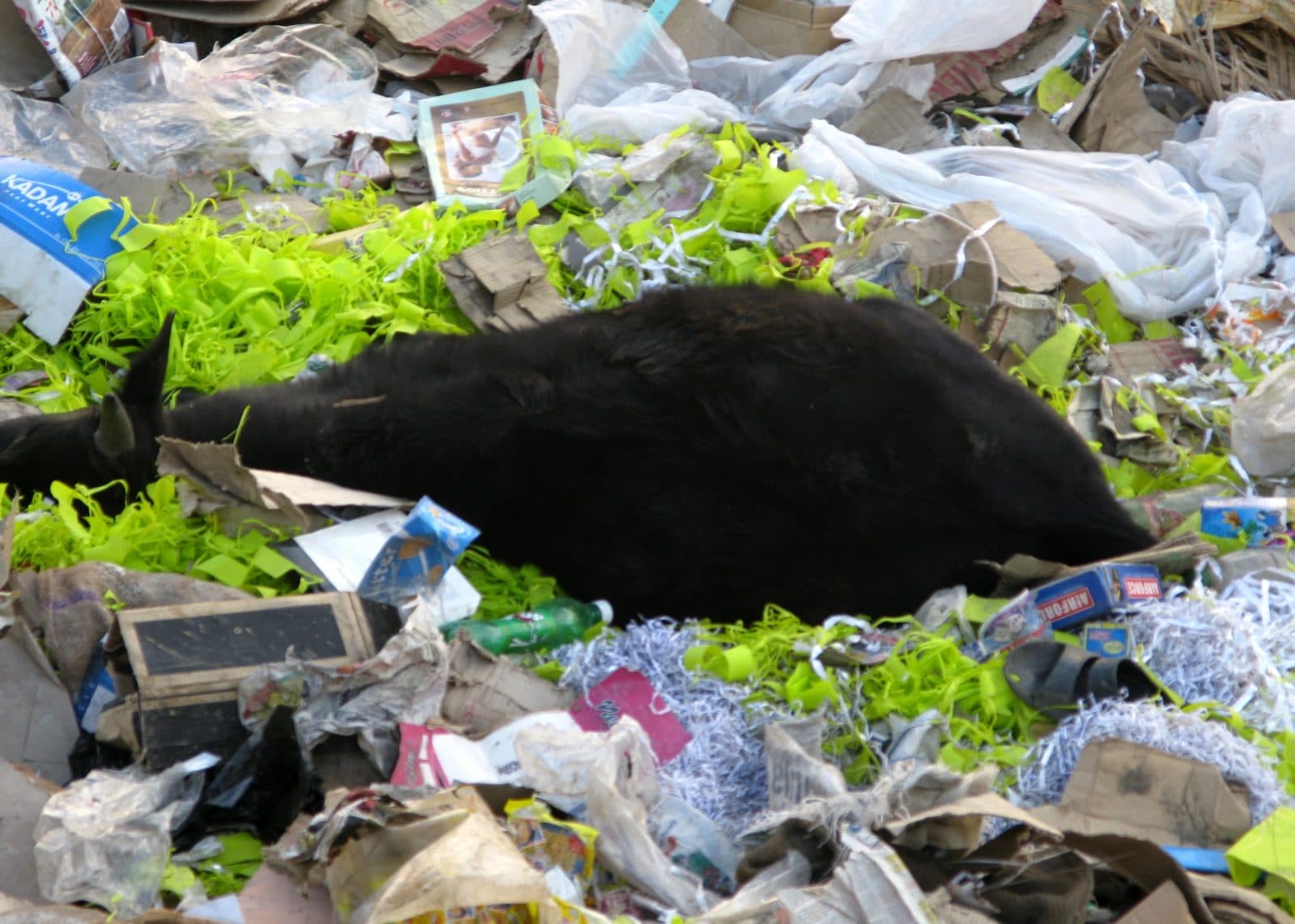 Cattle died from plastic