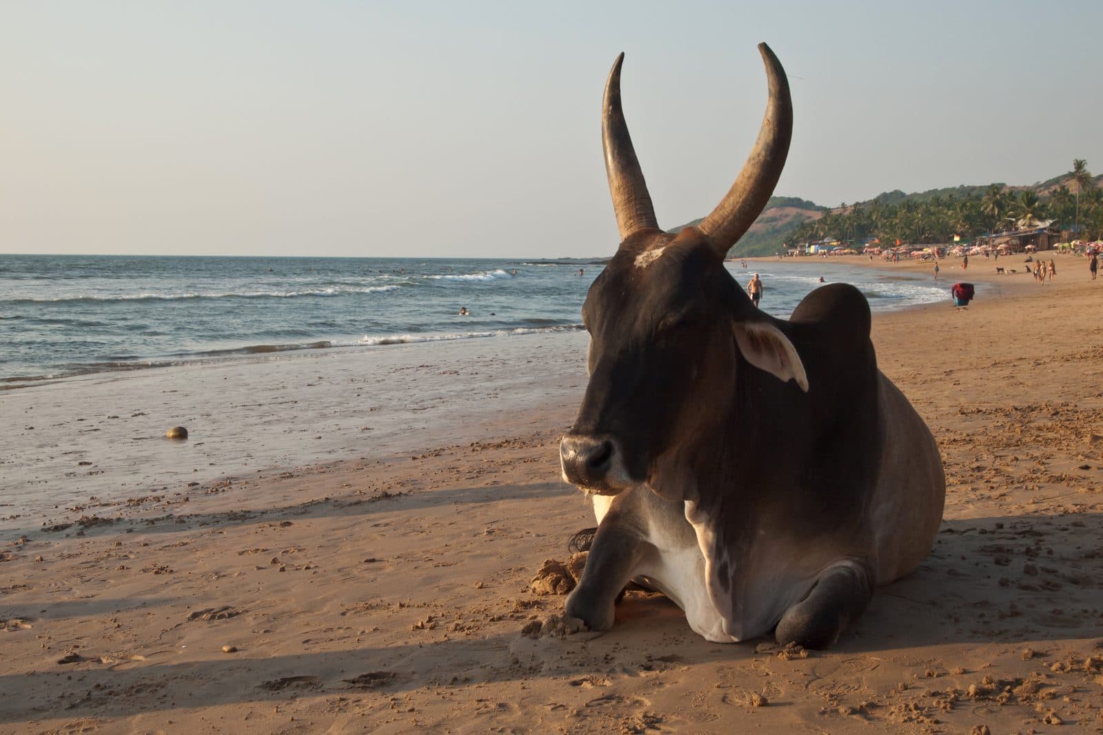Anjuna, Goa, India, Holy Hindu cow