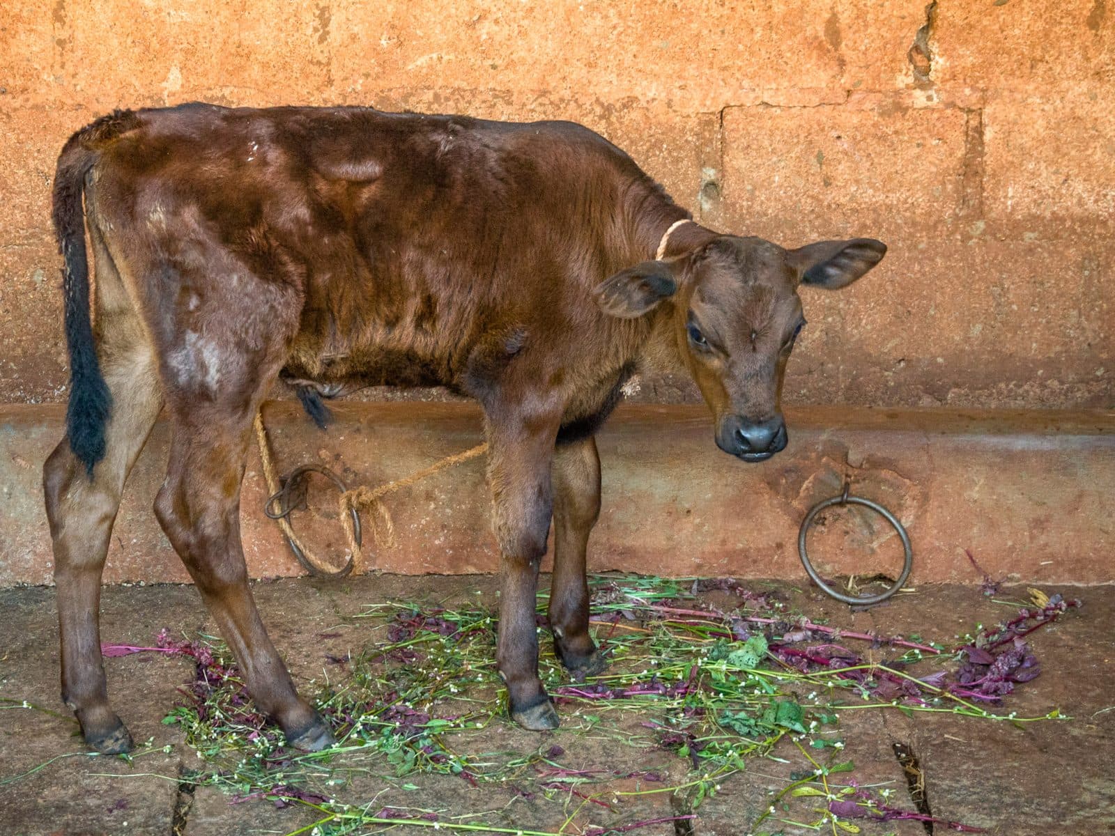 One-month-old Calf (22458409486)