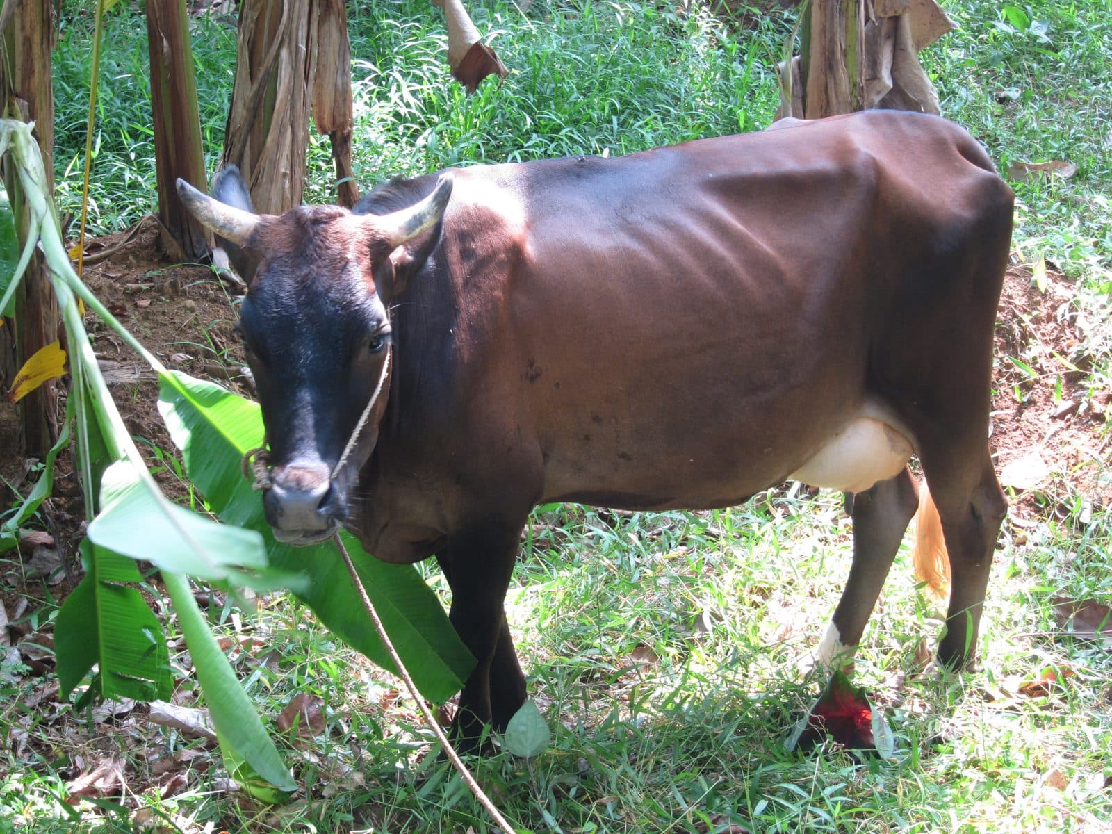 Cow - പശു-1