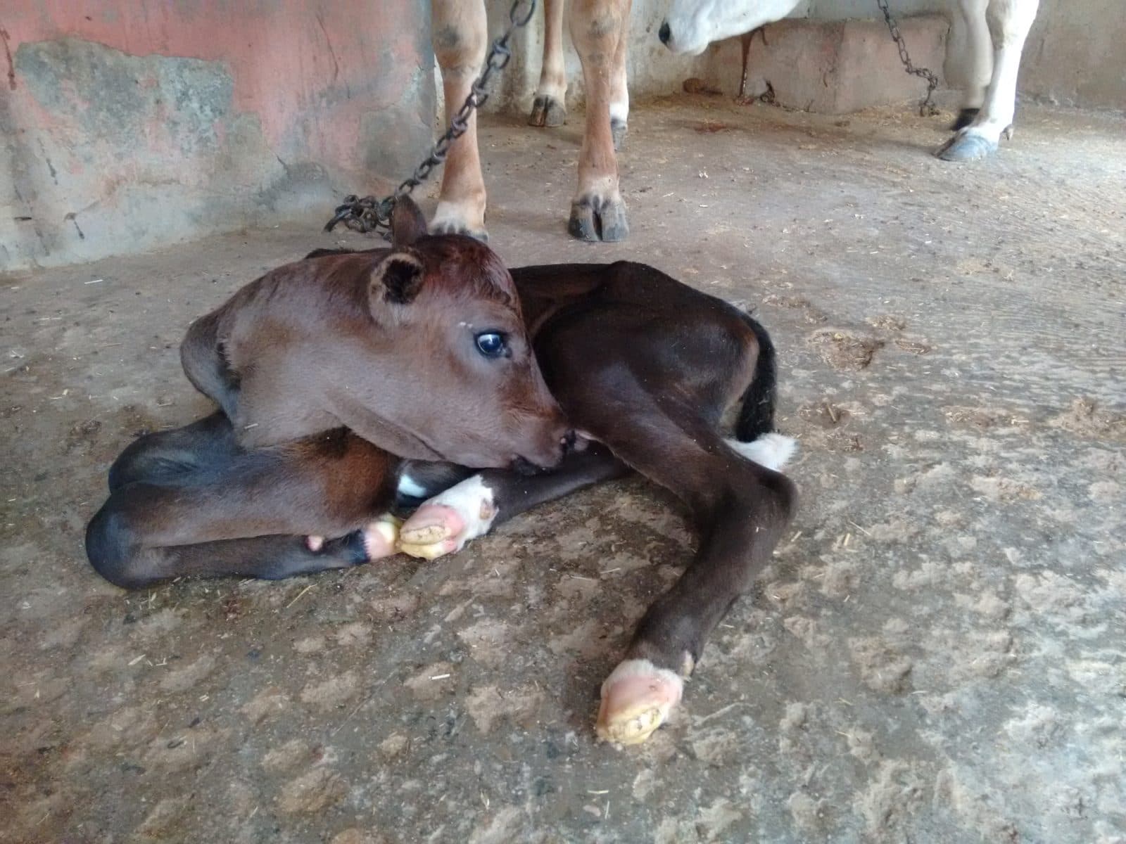 New member of our faimly