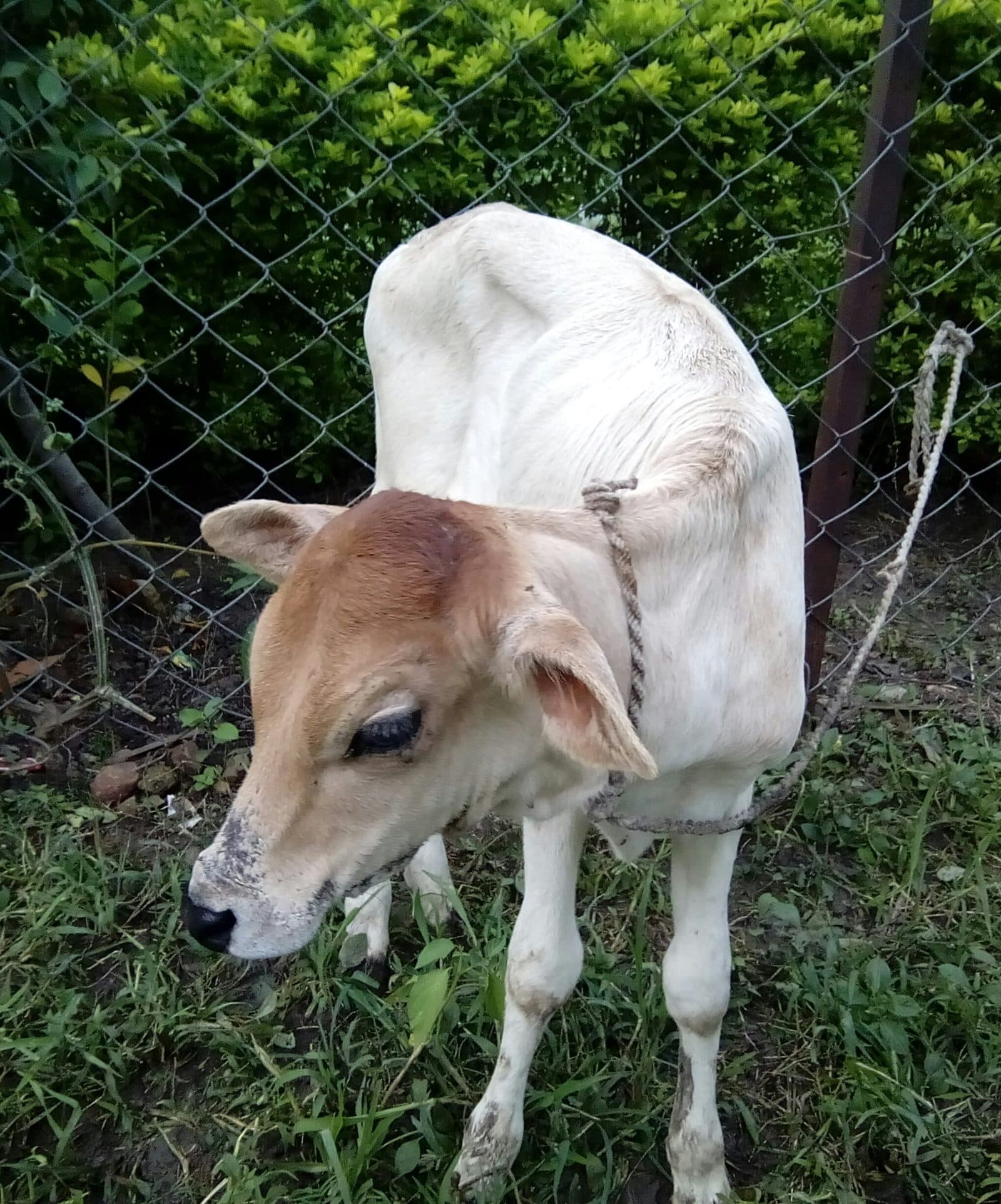 भारतीय गाय का बच्छा