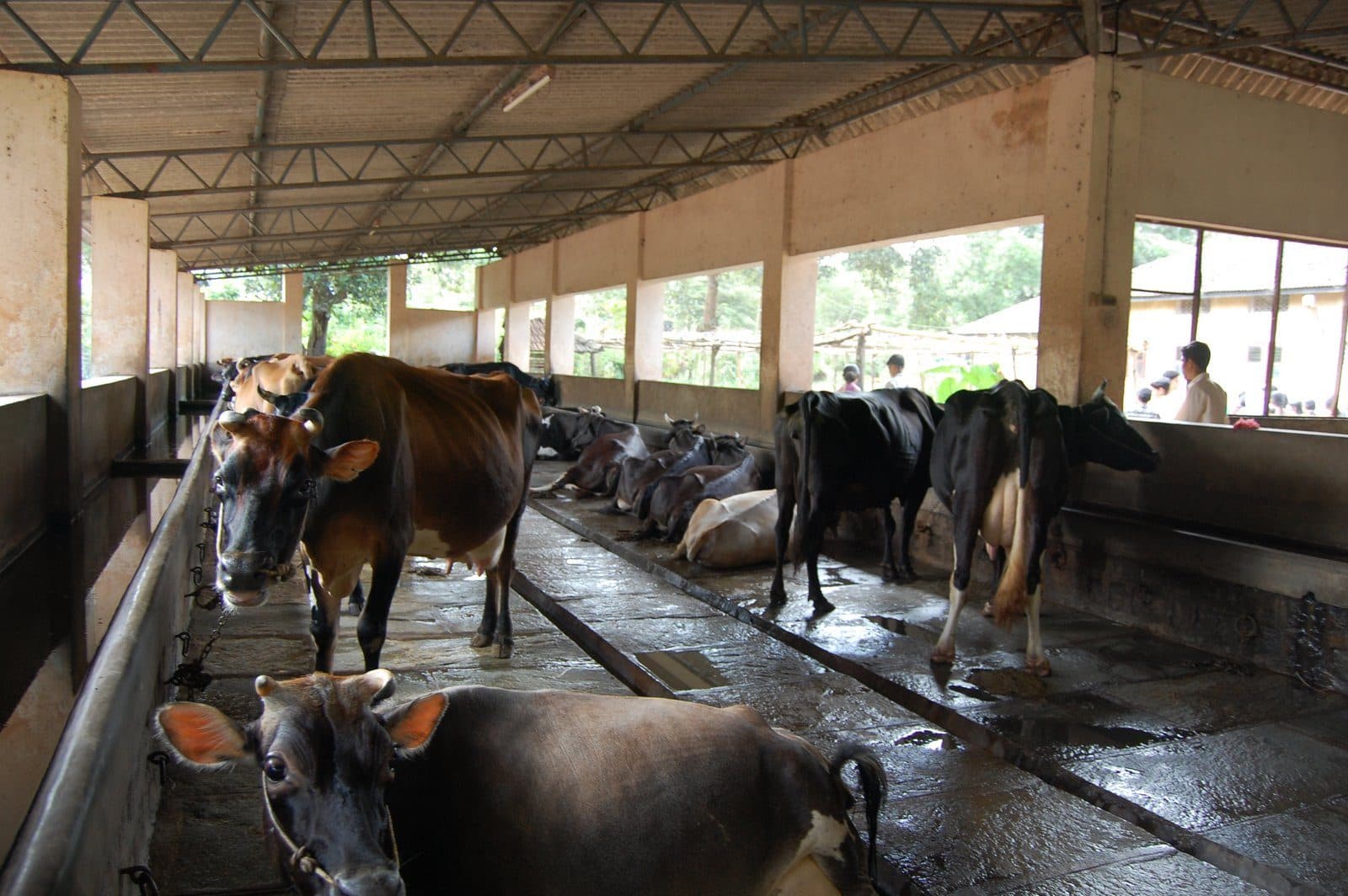 Fill the fodder bank before the monsoon 2