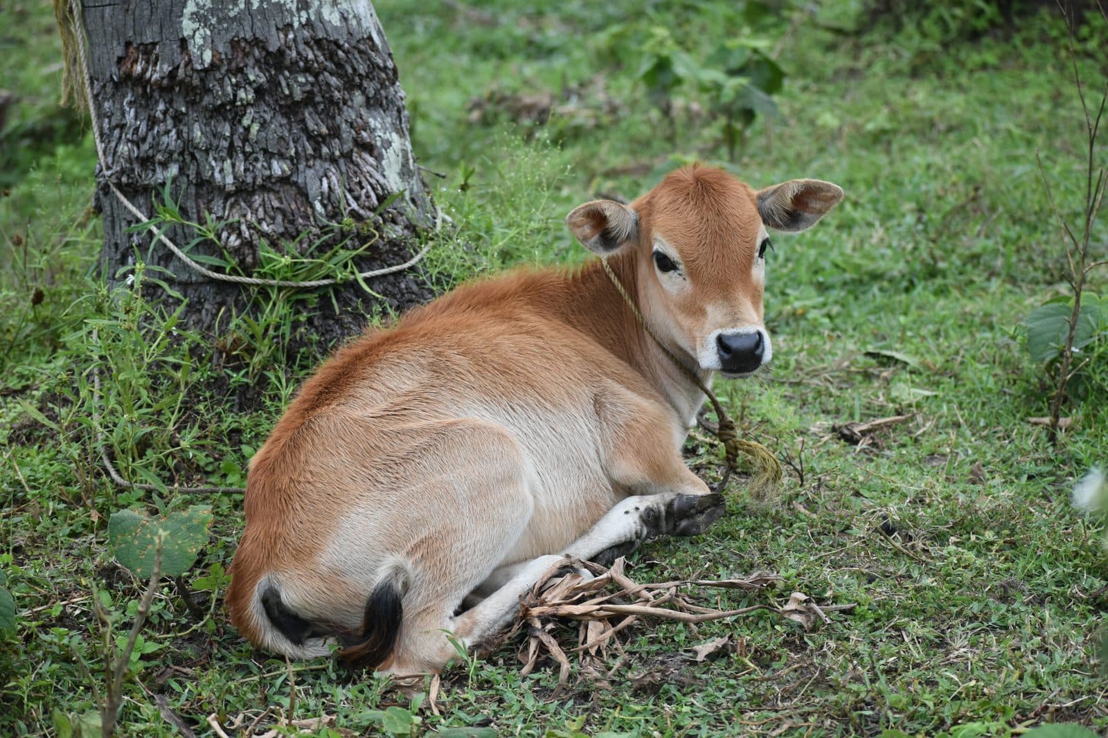 Help calves recover from lumpy skin disease 3