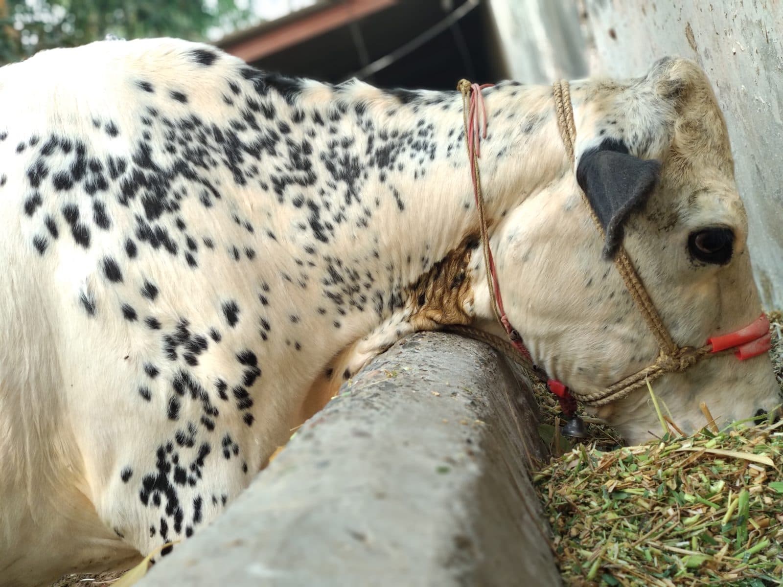 Fill the fodder bank before the monsoon