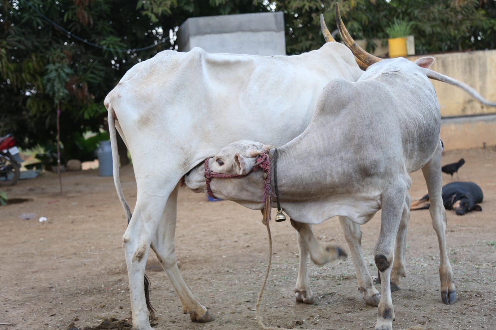Fill the fodder bank before the monsoon 1