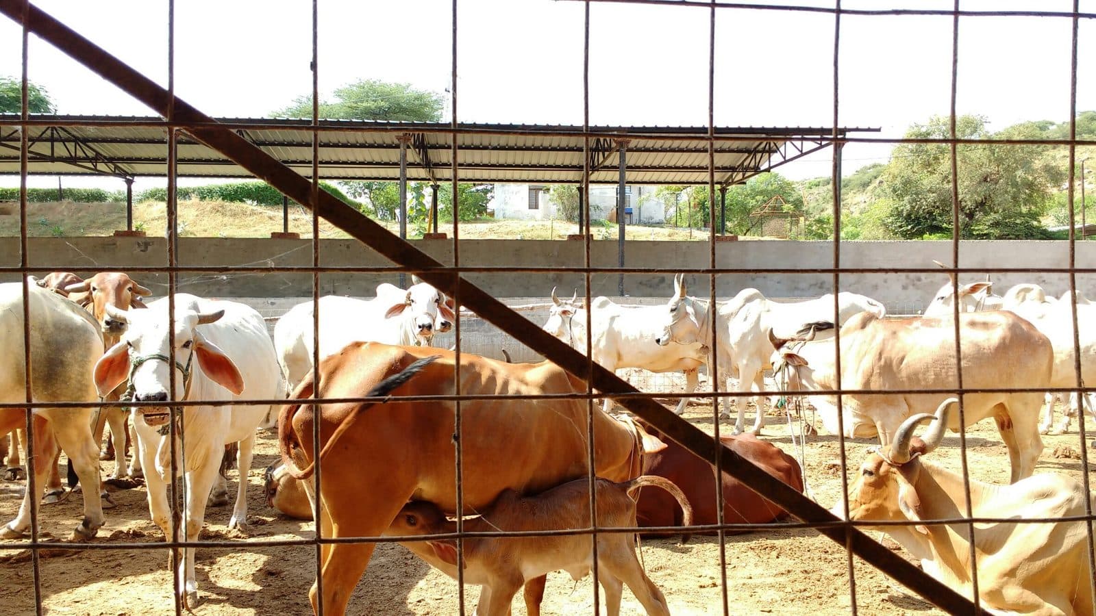 Fill the fodder bank before the monsoon 3