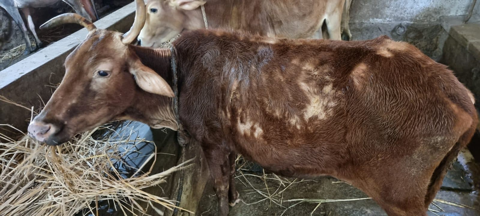Help calves recover from lumpy skin disease