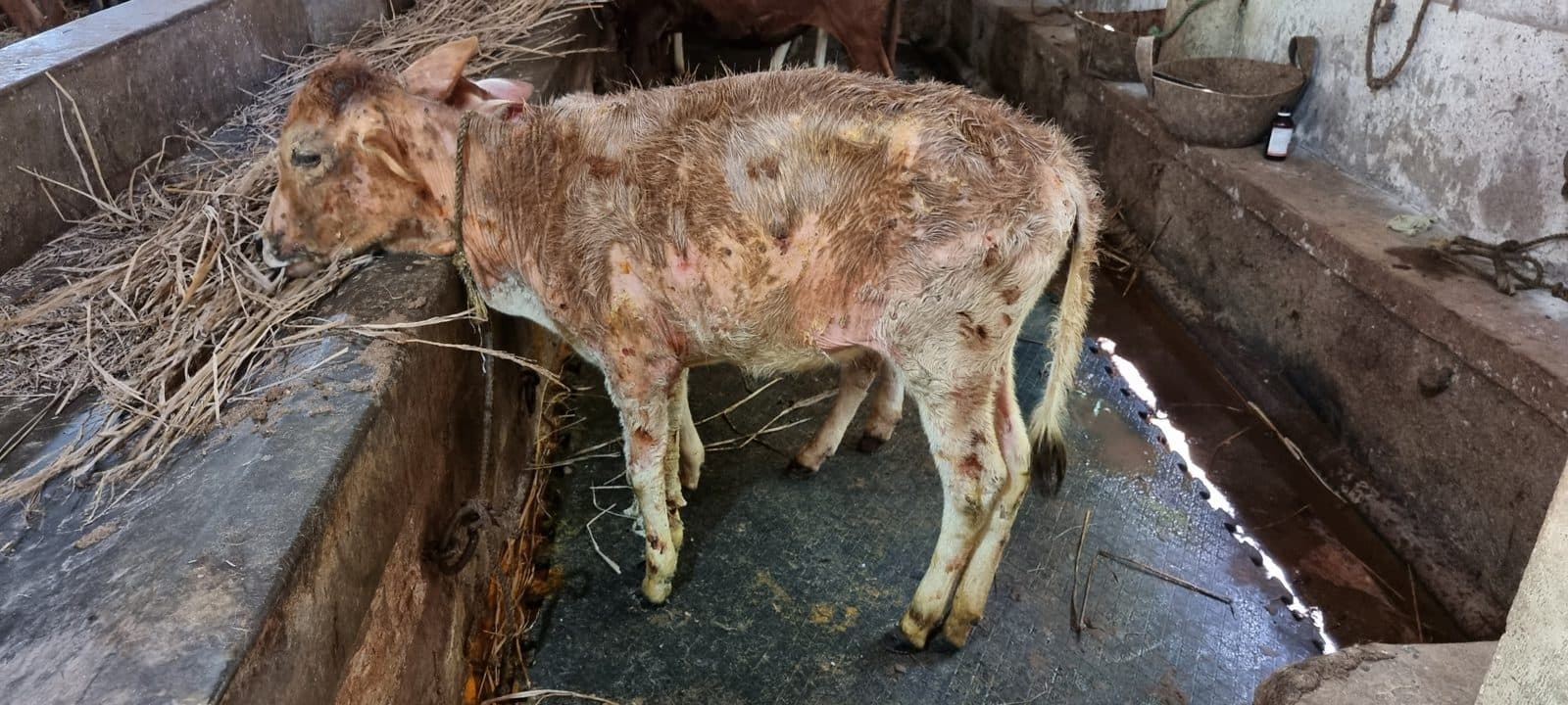 Help calves recover from lumpy skin disease 1